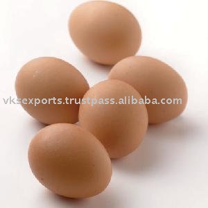 chicken hatching eggs