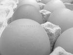chicken incubation eggs