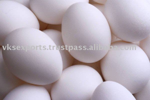 incubation chicken eggs