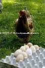 WHITE LAYER EGG
