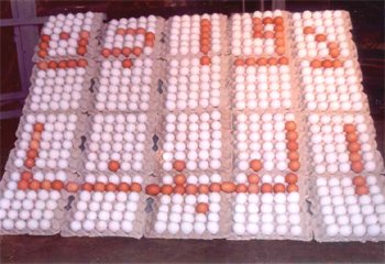 Fresh White Table Eggs