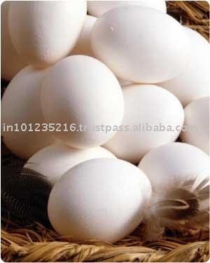WHITE  LAYER   EGG S