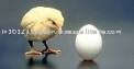 Indian White Eggs