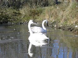 fertile swan eggs for sale