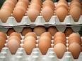 eggs