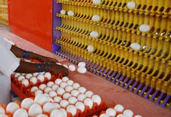 FARM FRESH WHITE INDIAN CHICKEN EGGS EXPORT   SUPPLY