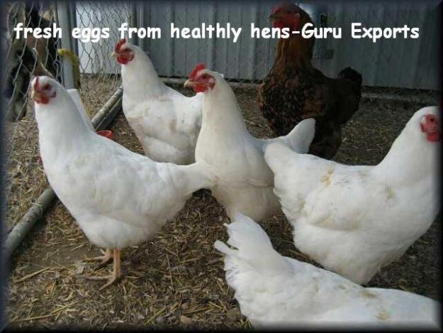 SUPPLIER   EXPORT OF FARM FRESH INDIAN POULTRY WHITE   BROWN SHELL CHICKEN TABLE EGGS
