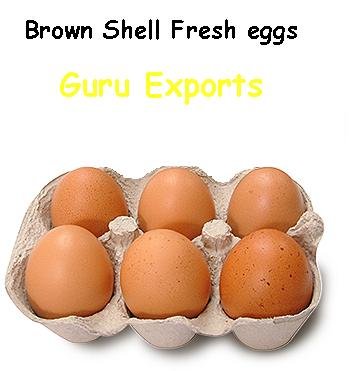 EXPORTER & SUPPLIERS OF FARM FRESH INDIAN CHICKEN TABLE EGGS