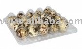 FRESH QUAIL EGGS