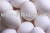 egg Suppliers