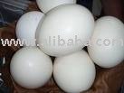 Best Quality Chicken Eggs