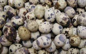JAPANESE QUAIL EGGS