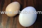 Chicken Egg