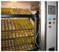 Incubated parrot for  sale 