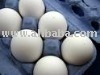 Poultry  Eggs  for domestic and  export  supply