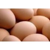 Brown layer egg
