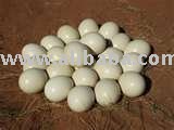 ostrich eggs for sale