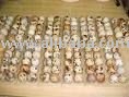  FRESH   QUAIL  EGGS
