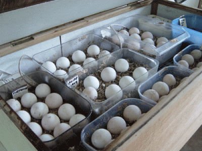 Timneh African Greys eggs,Cameroon price supplier - 21food