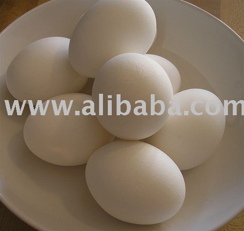 Hatched chicken fresh Eggs for domestic and exports supply