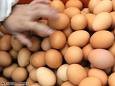 eggs chiken