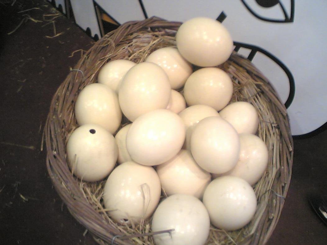 NATURAL TABLE EGG