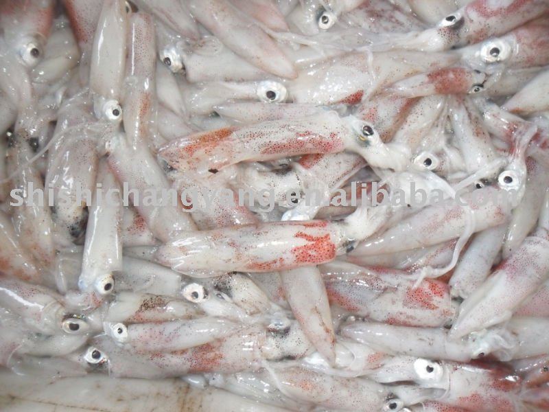 Baby Loligo Chiensis/Squid/Illex argentinus