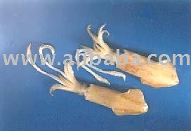 Frozen  Whole   Squid 