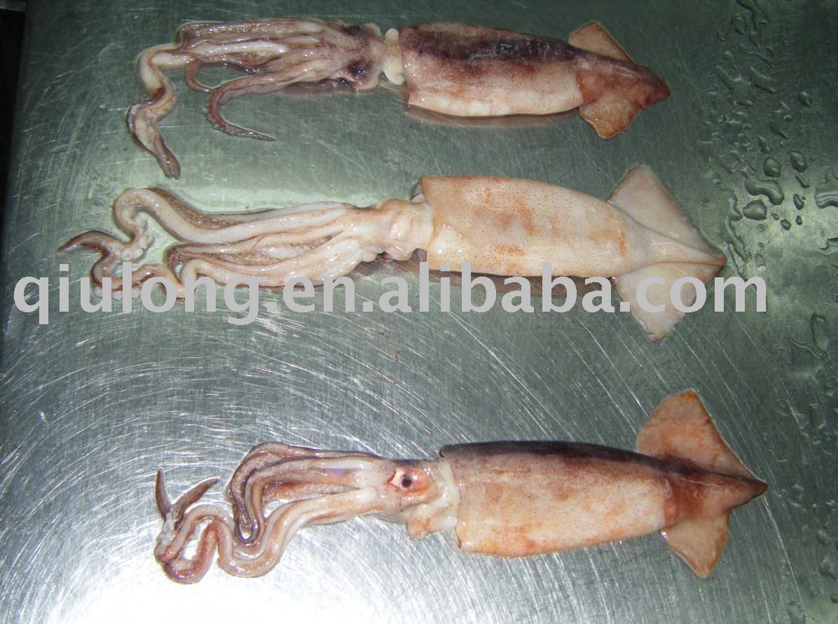 frozen seafood (squid)