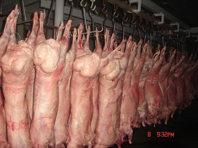 Halal lamb