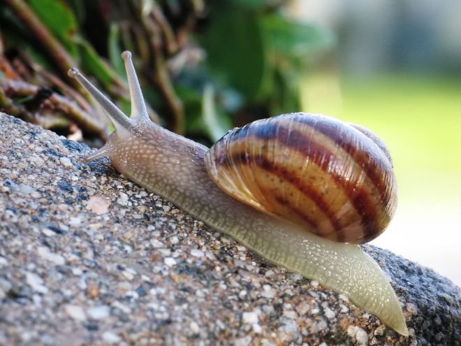 Snails,Cameroon Snails price supplier - 21food