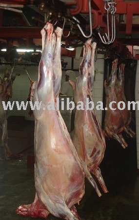 Halal Lamb Carcass