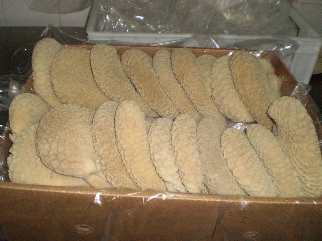 Aorta,Tendon,Pizzle,Membrane,Honeycomb,Omasum,Tripe,Paddy Wack,Testicles