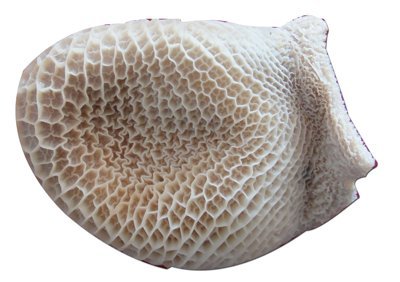 honeycomb