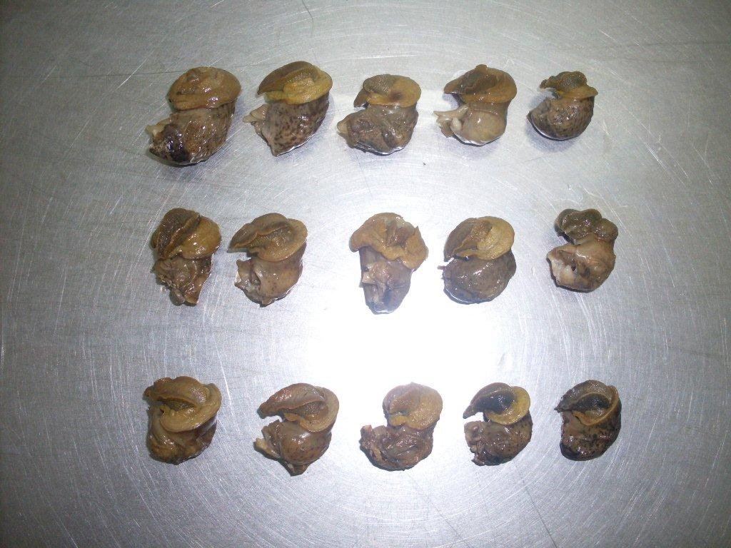 Snail meat