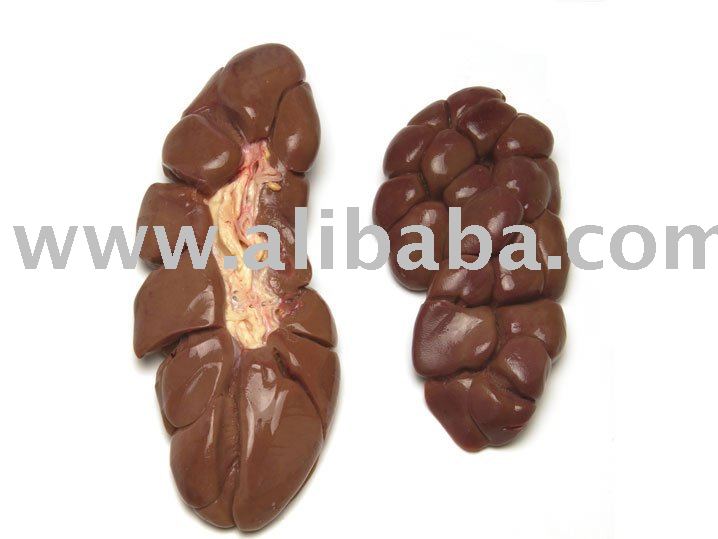 US Beef Kidneys