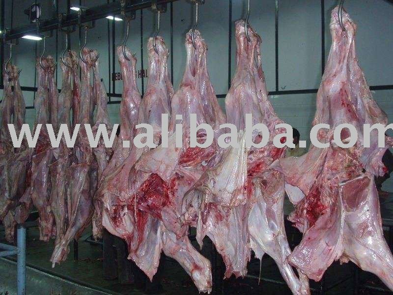 Grade A halal house halal buffalo Meat, halal cow meat, head, Feet, Leaf fat, Kidneys, Udders,,Norway supplier - 21food