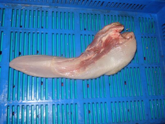 Halal Buffalo Tongue