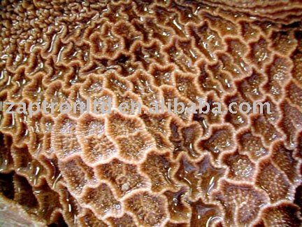 Reticulum