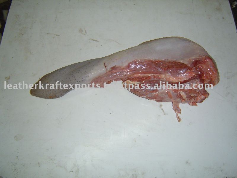 Buffalo Tongue 008