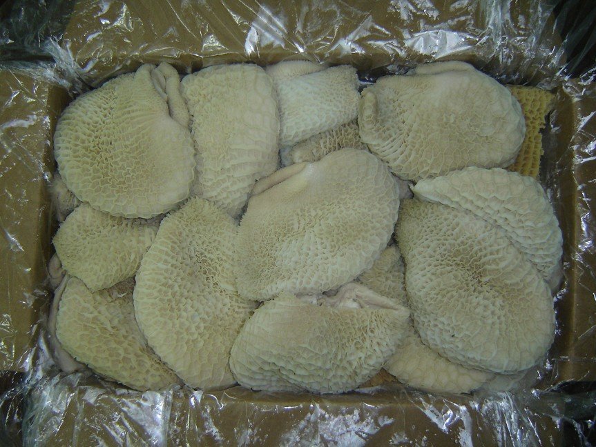 frozen honycomb