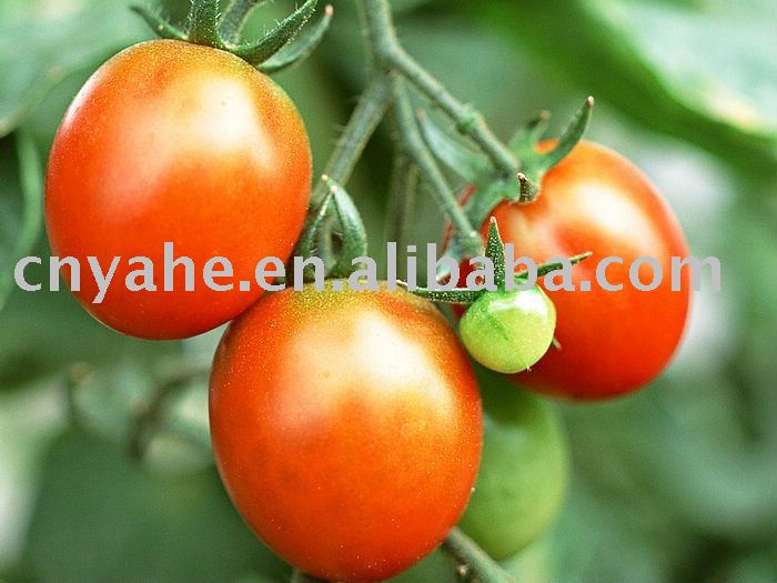 Fresh  tomato   flavour 
