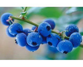 New natural blueberry flavour