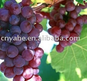 US grape flavour