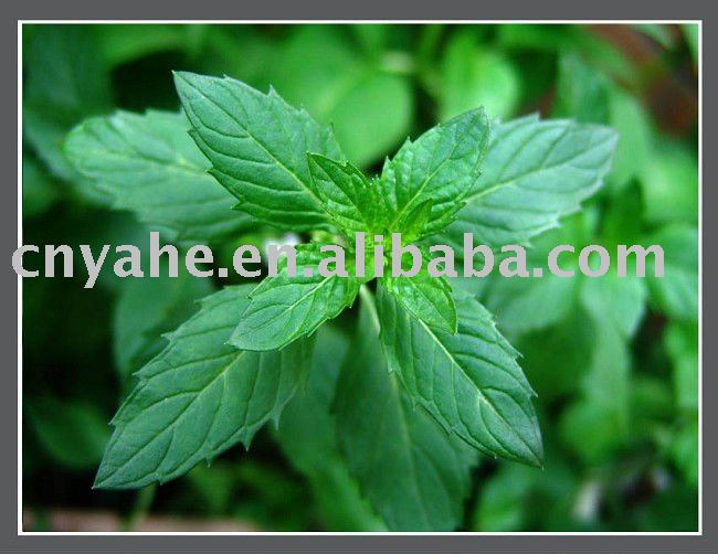  Natural  Mint oil flavour