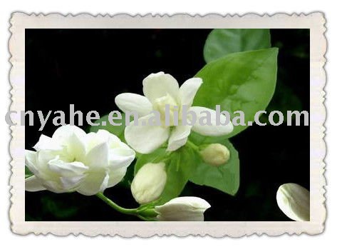 Jasmine Flower Tea Flavour in dairy products