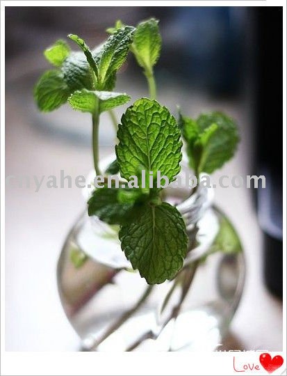  Mint   Flavour 