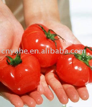 HOT  Tomato   Sauce   Powder 