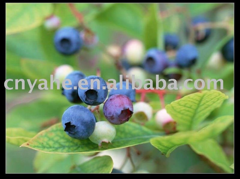 Natural  Blueberry   Flavour  in food and beverage