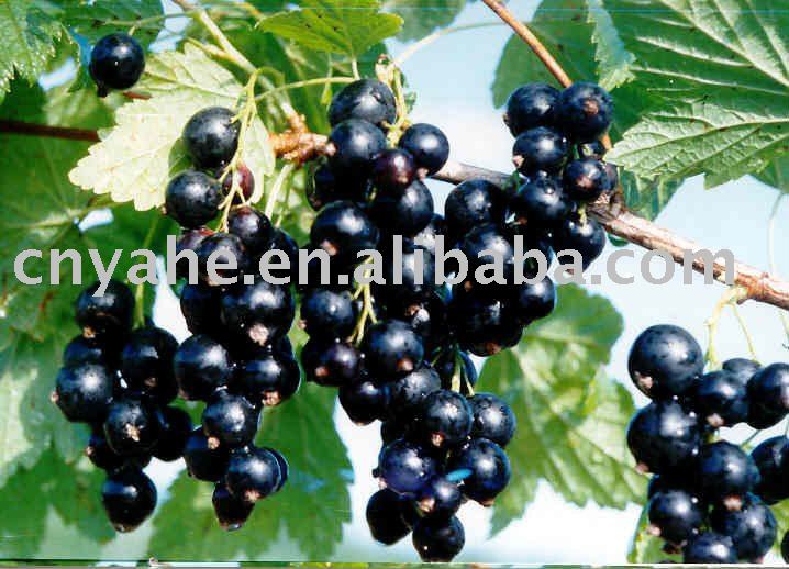 Natural   Blackcurrant  Flavour